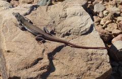 Pedioplanis lineoocellata