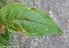 Aulagromyza orbitalis