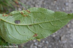 Aulagromyza orbitalis