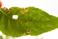 Aulagromyza orbitalis