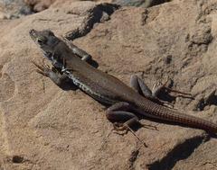 Pedioplanis lineoocellata