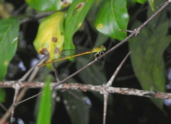 Ceriagrion chromothorax