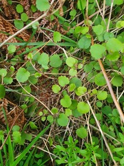 Brachyglottis sciadophila