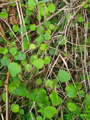 Brachyglottis sciadophila