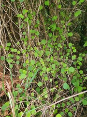 Brachyglottis sciadophila