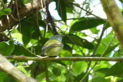 Oncostoma cinereigulare