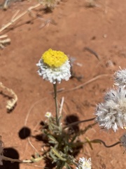 Polycalymma stuartii