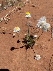 Polycalymma stuartii