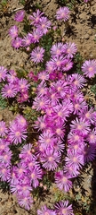 Lampranthus sociorum