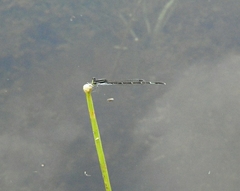 Agriocnemis splendidissima