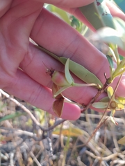 Eugenia involucrata