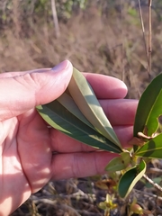 Eugenia involucrata