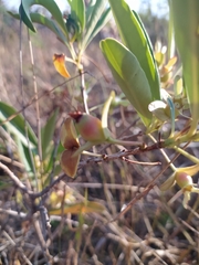 Eugenia involucrata