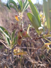 Eugenia involucrata