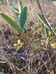 Eugenia involucrata