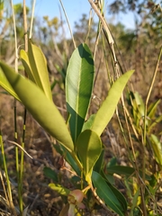 Eugenia involucrata