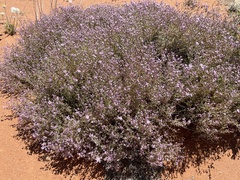 Frankenia serpyllifolia