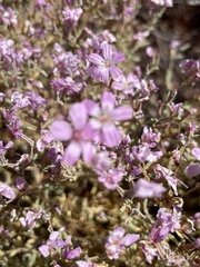 Frankenia serpyllifolia