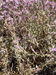 Frankenia serpyllifolia