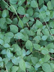 Asystasia gangetica