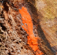 Dictydiaethalium plumbeum