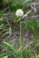 Allium flavidum
