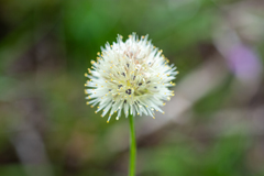 Allium flavidum