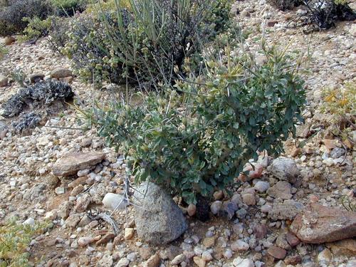 Monsonia flavescens (S.E.A.Rehm) F.Albers 3