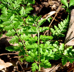 Cystopteris protrusa