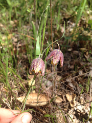 Fritillaria affinis affinis