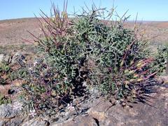 Pelargonium crithmifolium