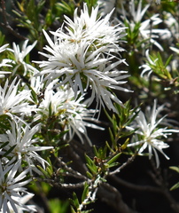 Pseudanthus pimeleoides