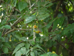 Grewia umbellifera