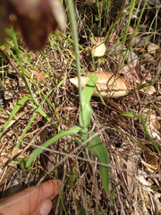 Fritillaria affinis affinis