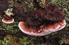Rhodofomitopsis