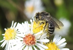 Colletes compactus