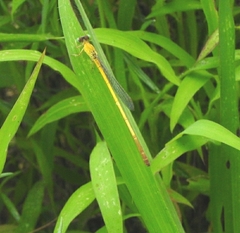 Ceriagrion chromothorax