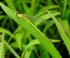 Ceriagrion chromothorax