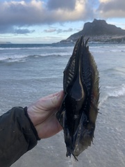 Callorhinchus capensis