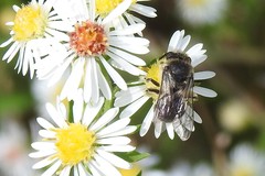 Colletes compactus