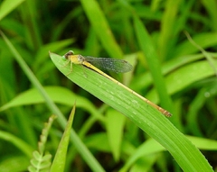 Ceriagrion chromothorax