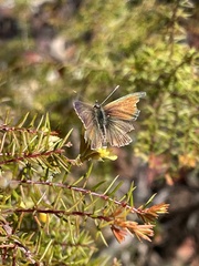 Theclinesthes serpentata