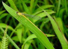 Ceriagrion chromothorax