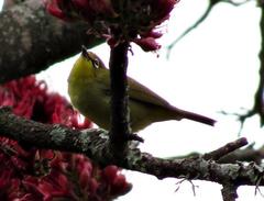 Zosterops virens virens