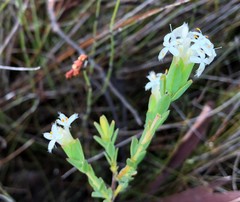 Pimelea glauca