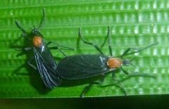 Plecia ruficollis