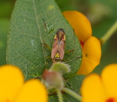 Pseudopantilius australis