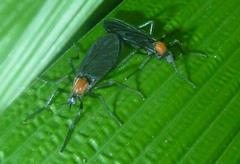 Plecia ruficollis