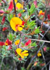 Pultenaea tenuifolia