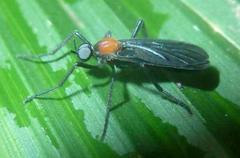 Plecia ruficollis